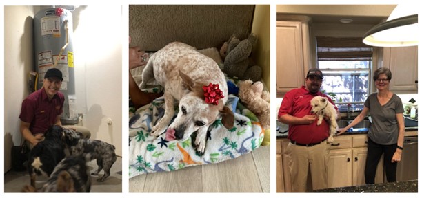 Dogs with red bows
