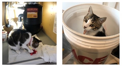 Cat doing plumbing
